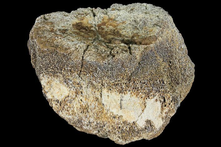 Bargain, Triceratops Vertebra Centrum - Montana #100407